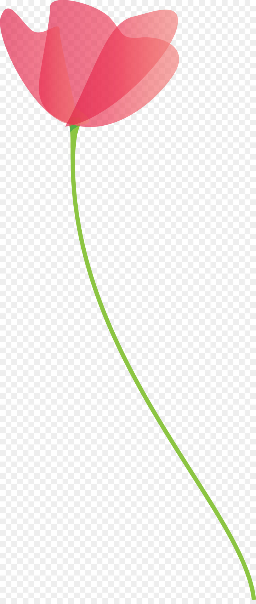 Tulip，Planta PNG