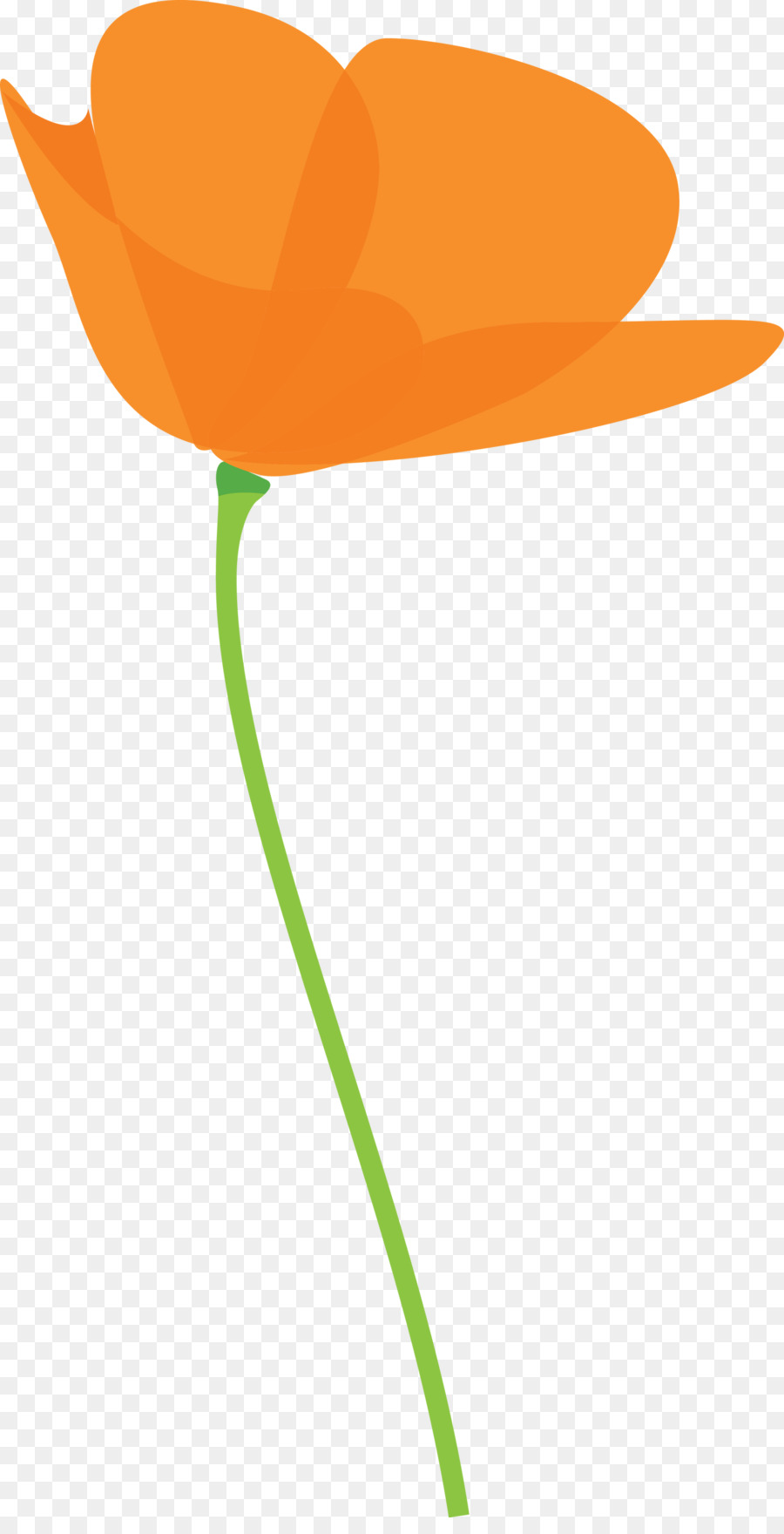 Flor Laranjeira，Natureza PNG