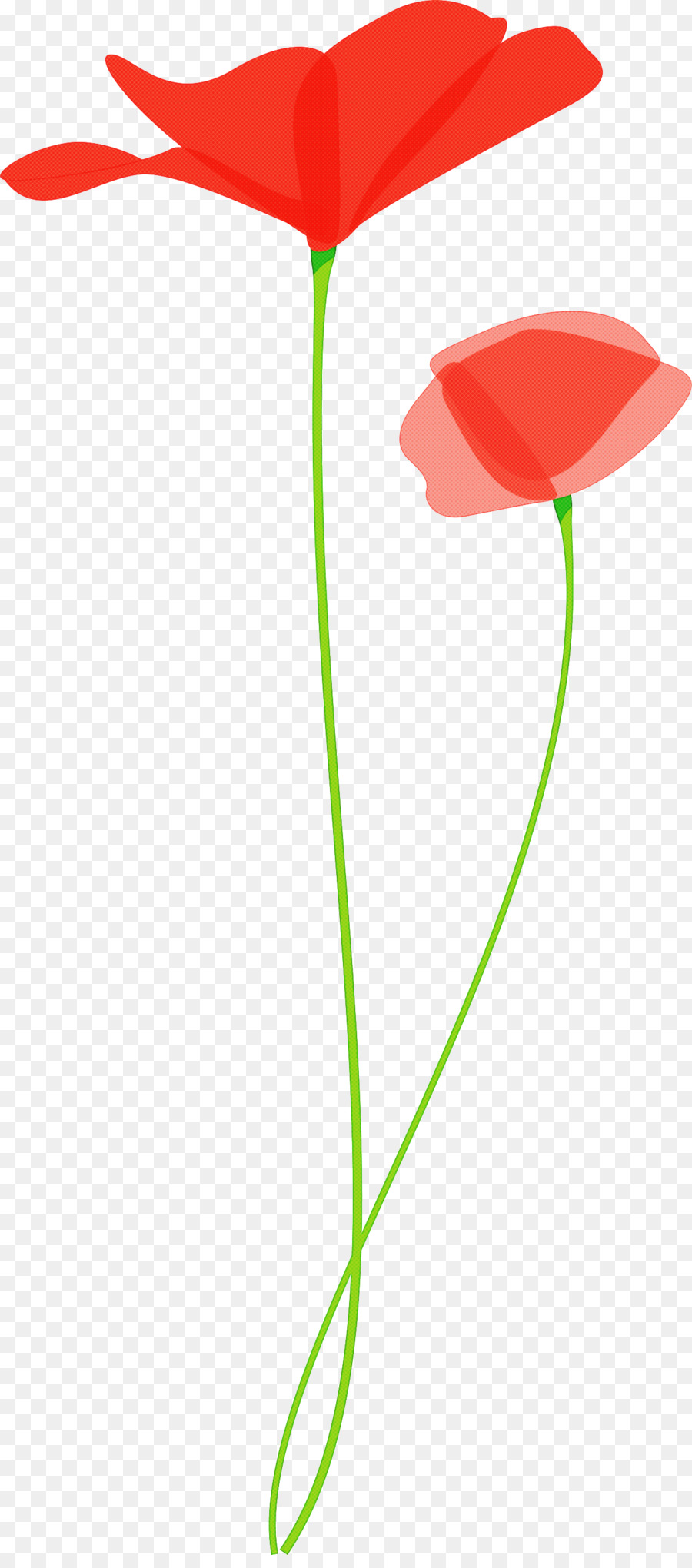 Flor，Vermelho PNG