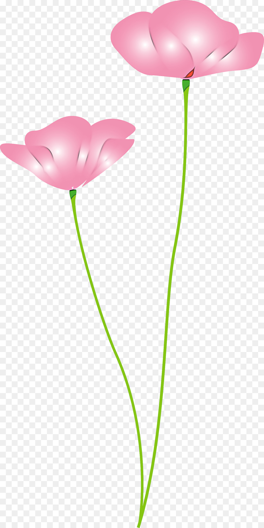 Flor，Tulip PNG