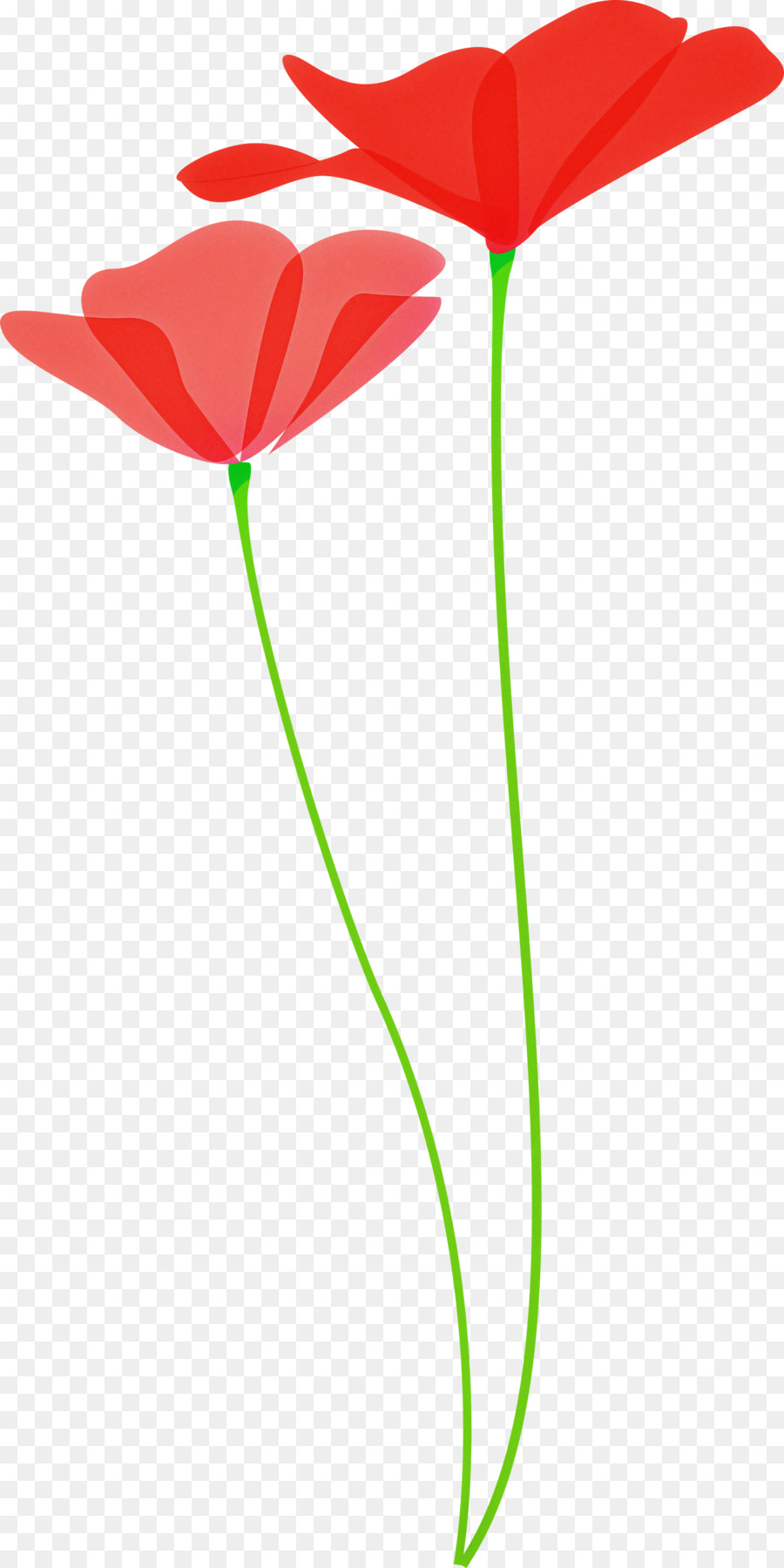 Flor，Planta PNG