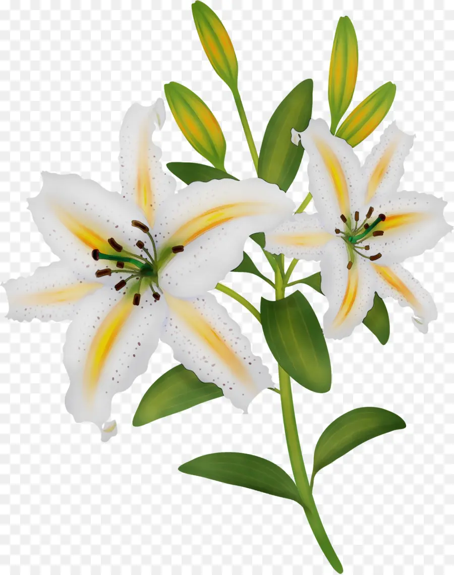 Flor，Lírio PNG