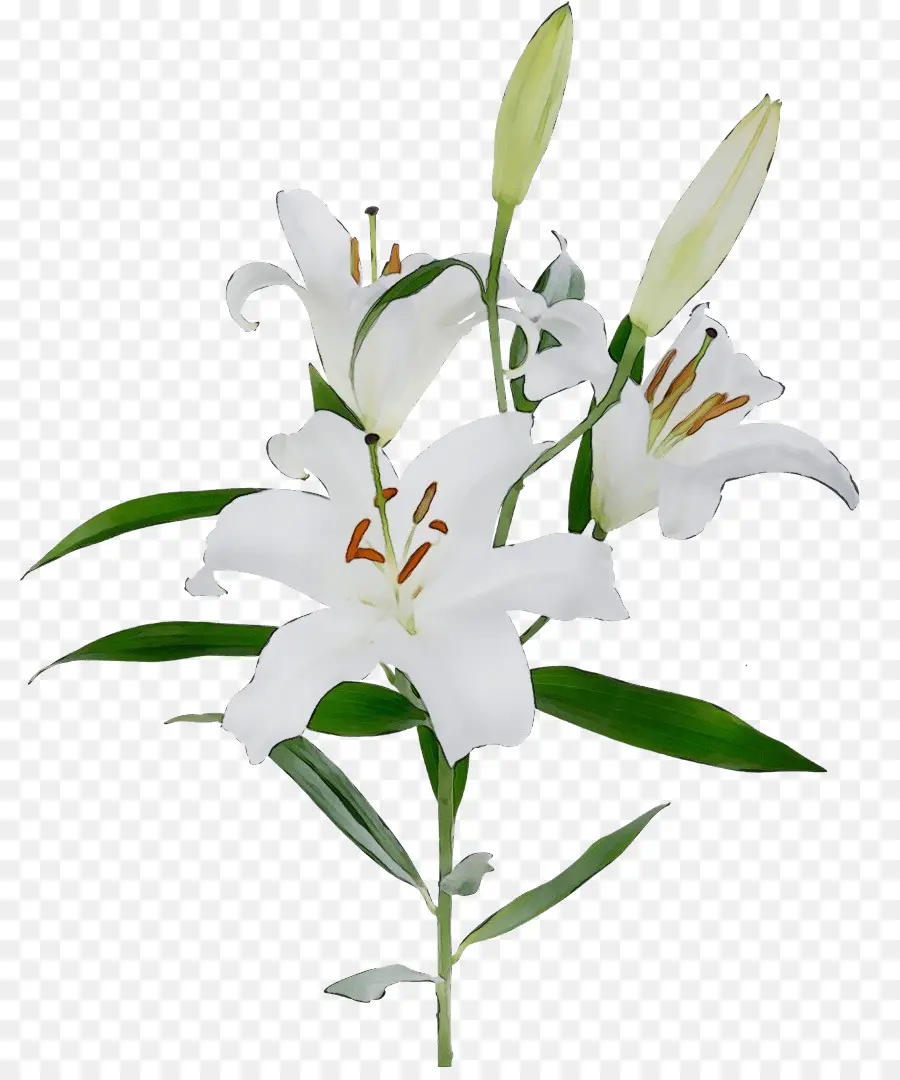 Flor，Lírio PNG