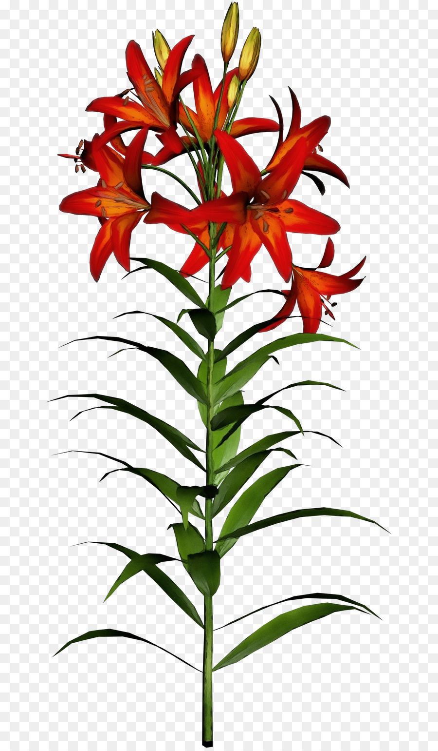 Lírio Vermelho，Plantar PNG