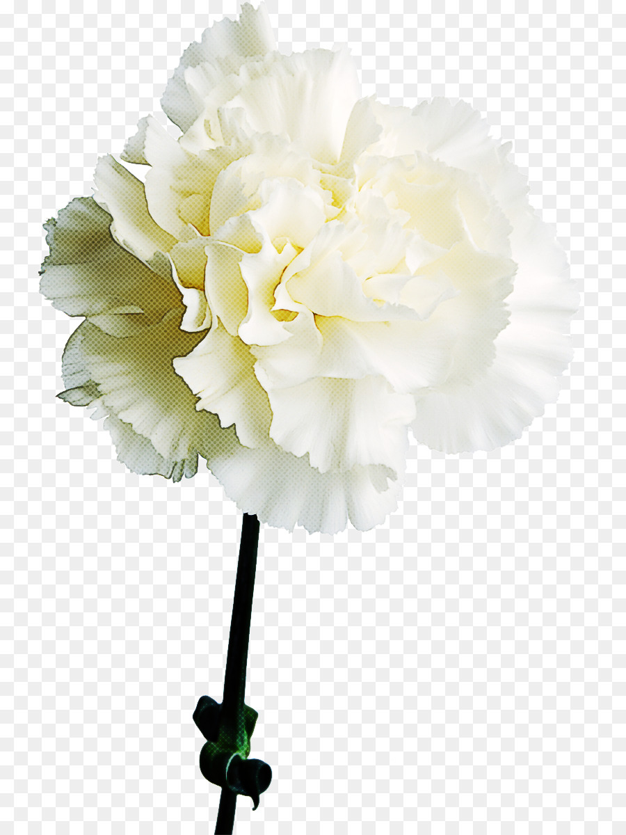 Flores De Corte，Branco PNG