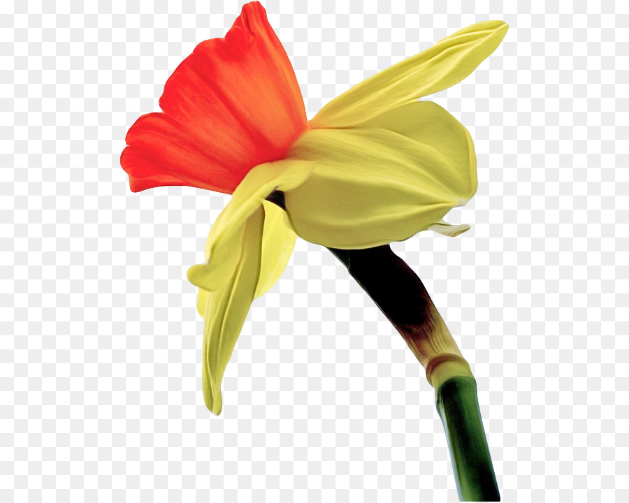 Flor，Amarelo PNG