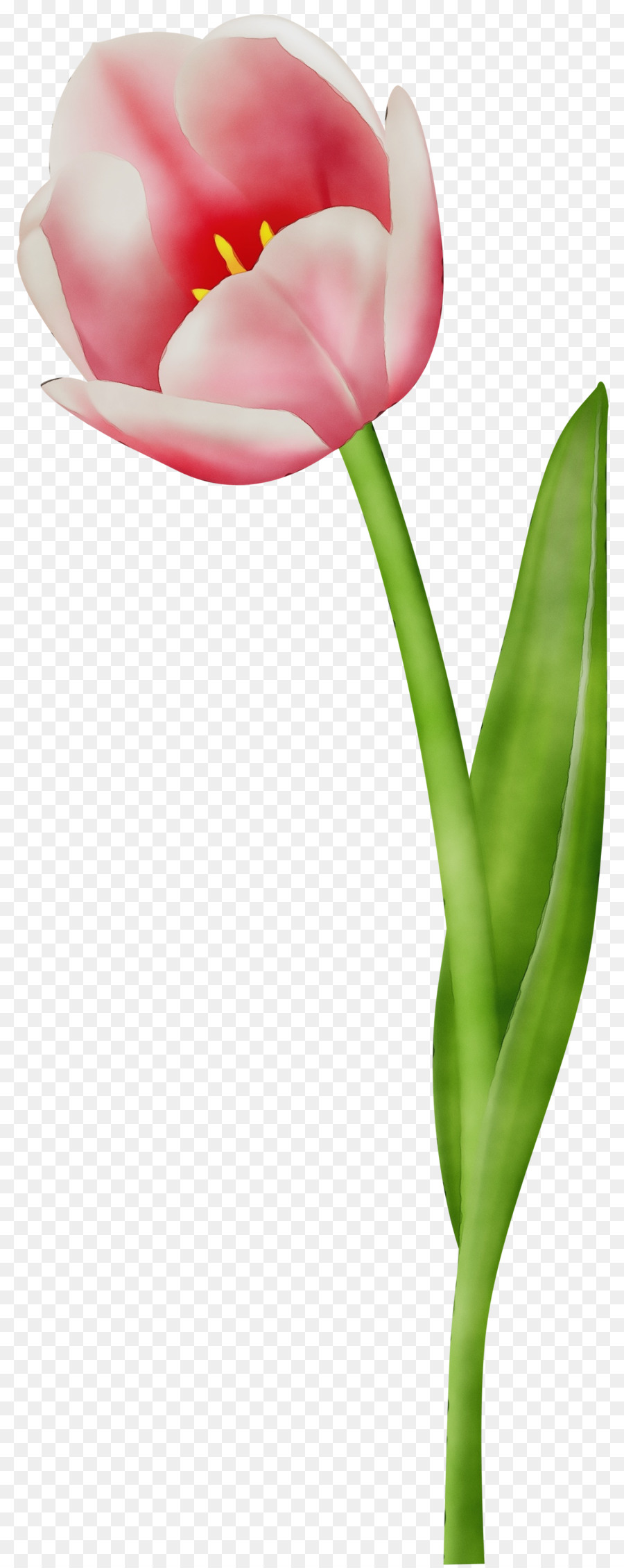 Flor，Vermelho PNG