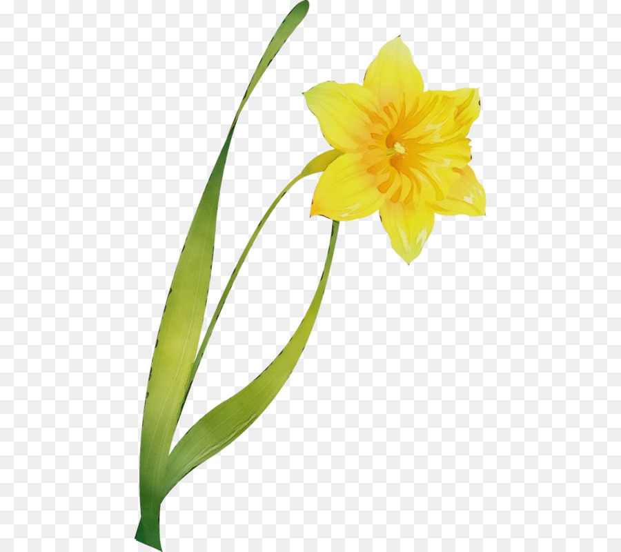 Flor，Amarelo PNG