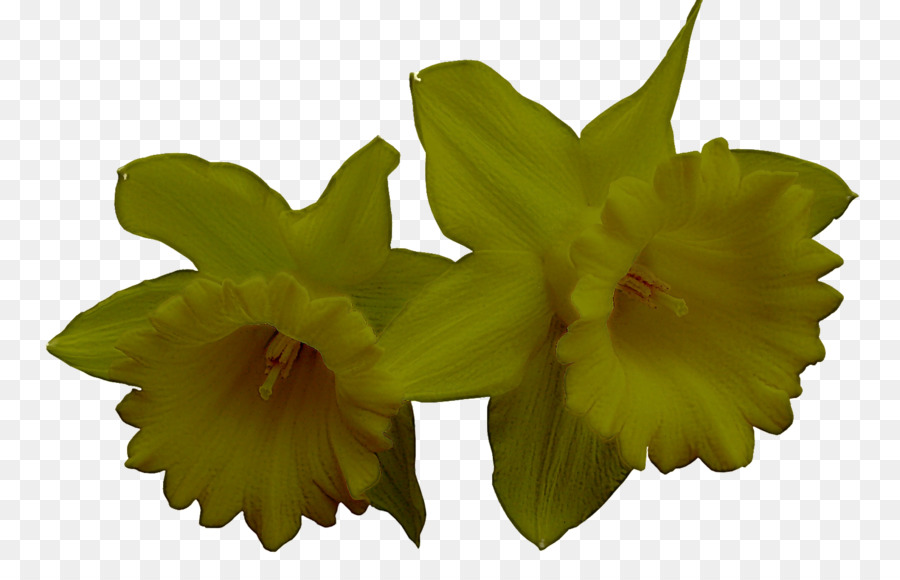 Flor，Plantar PNG