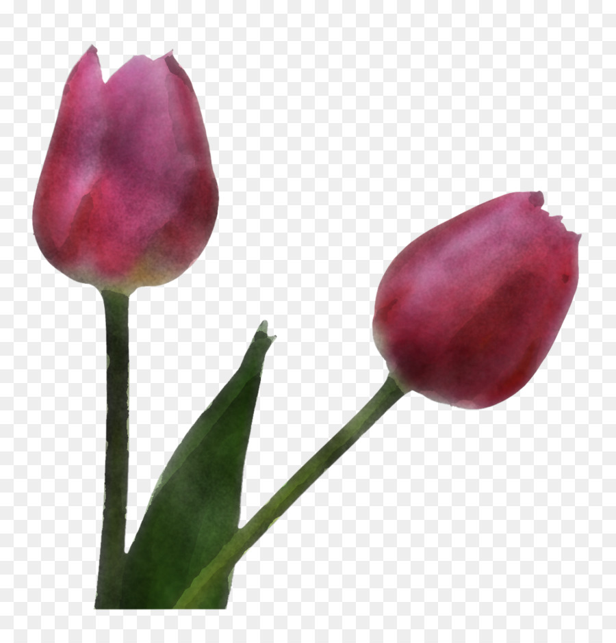 Tulipa，Plantar PNG