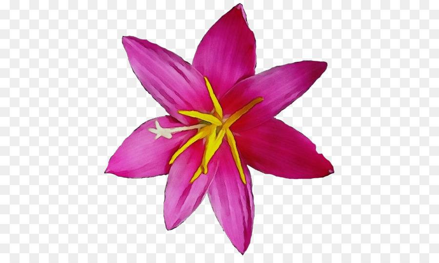 Flor Rosa，Florescer PNG