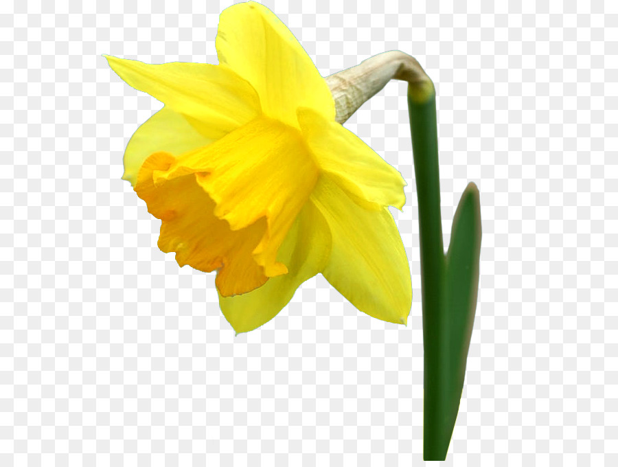 Narciso Amarelo，Primavera PNG