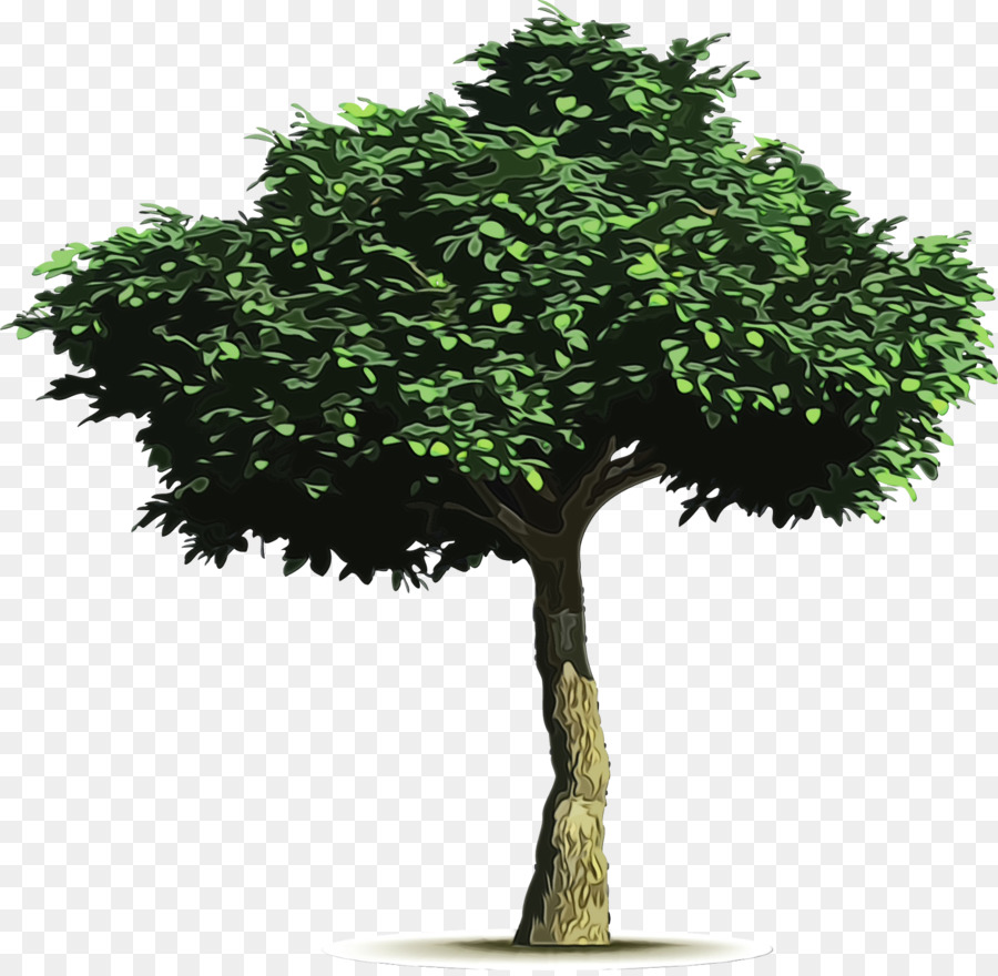 árvore，Planta PNG