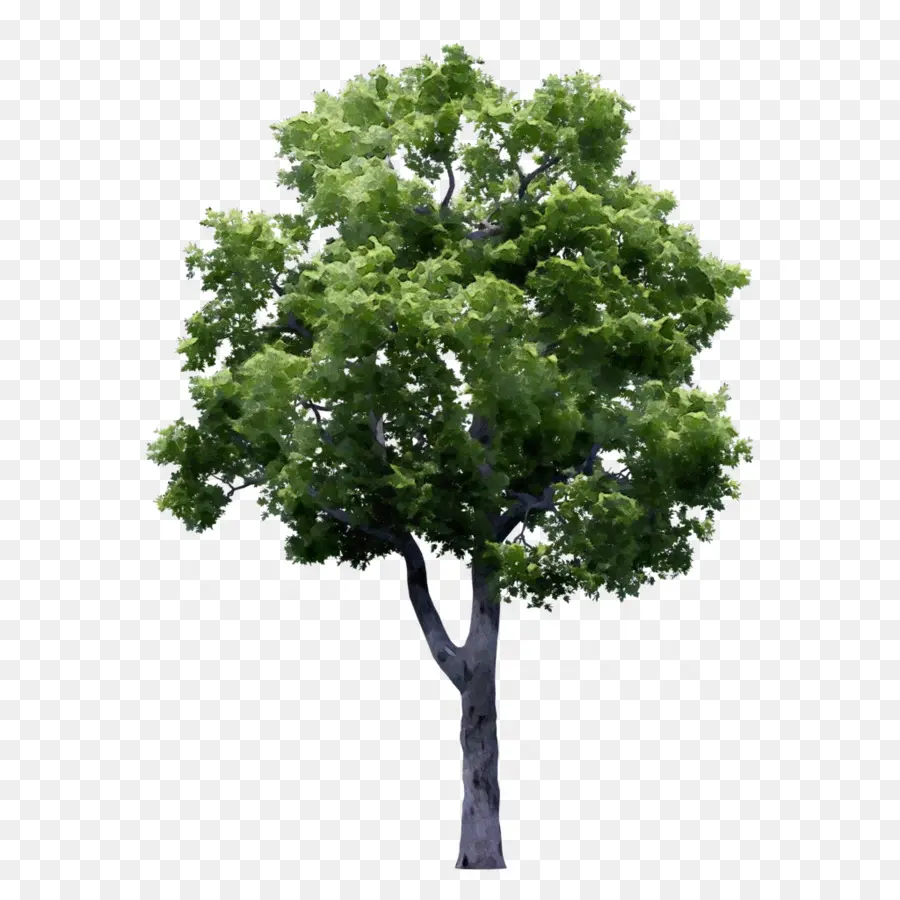 árvore，Planta PNG