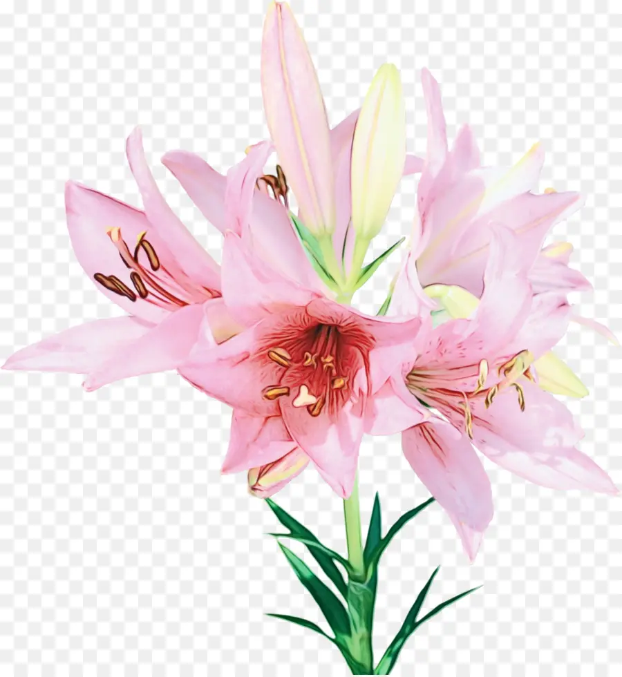 Flor，Lily PNG