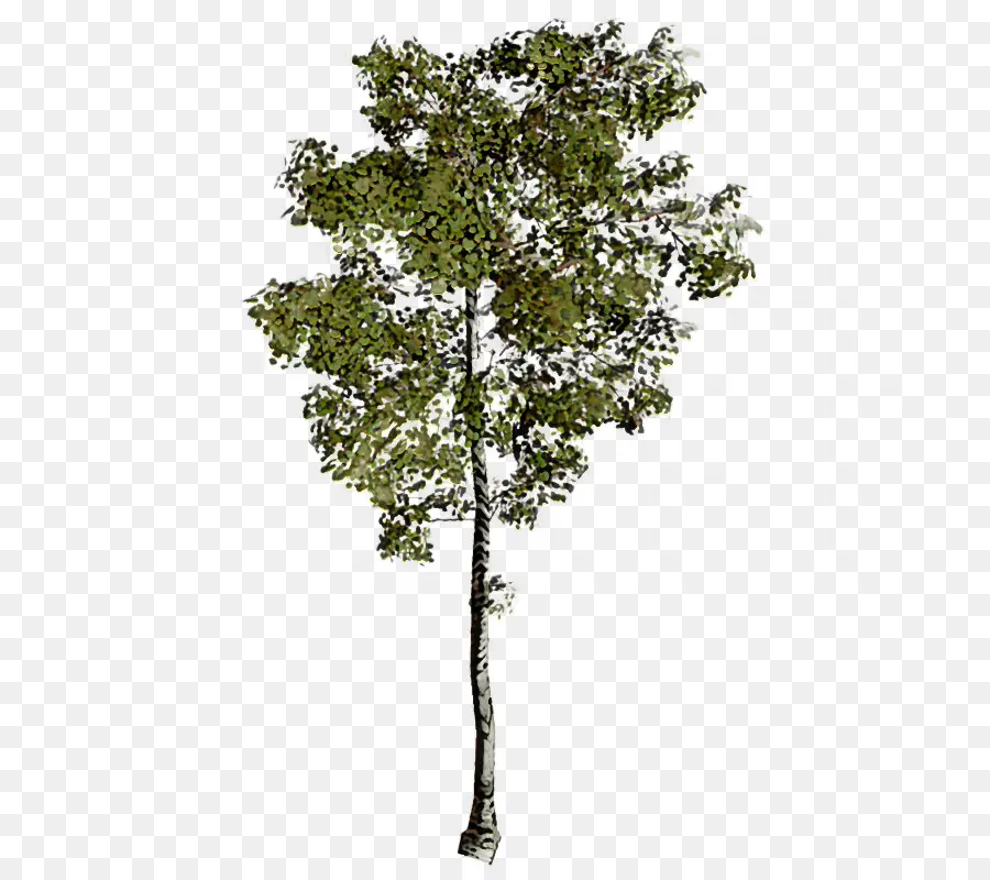 árvore，Planta PNG