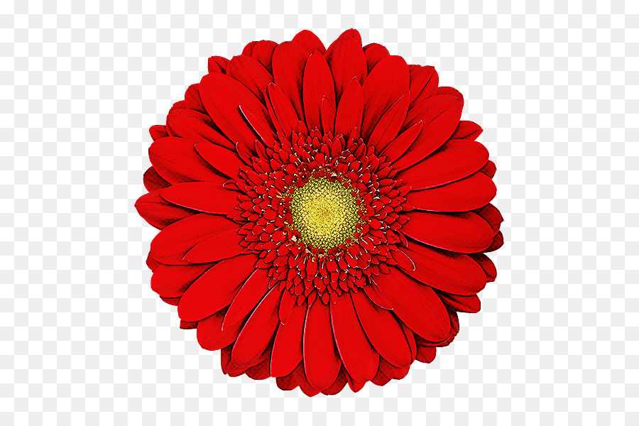 Flor，Margarida De Barberton PNG