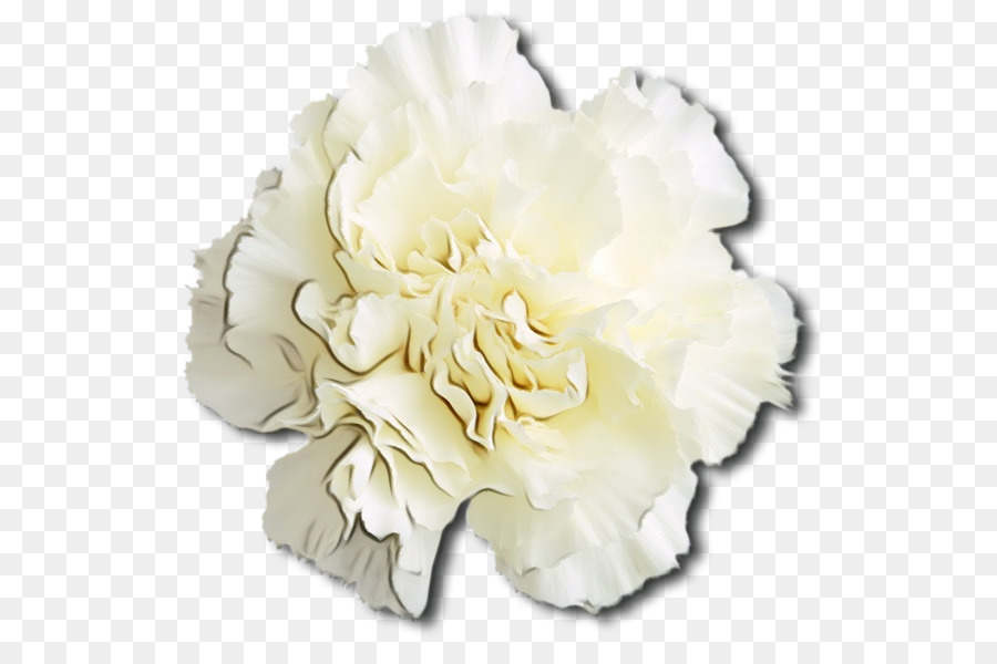 Branco，Flor PNG