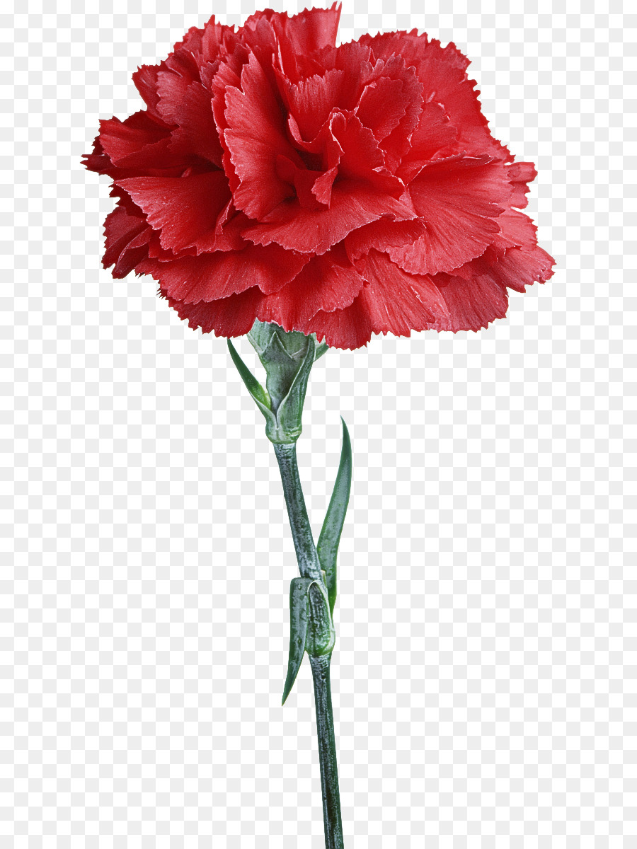 Flor，Cravo PNG