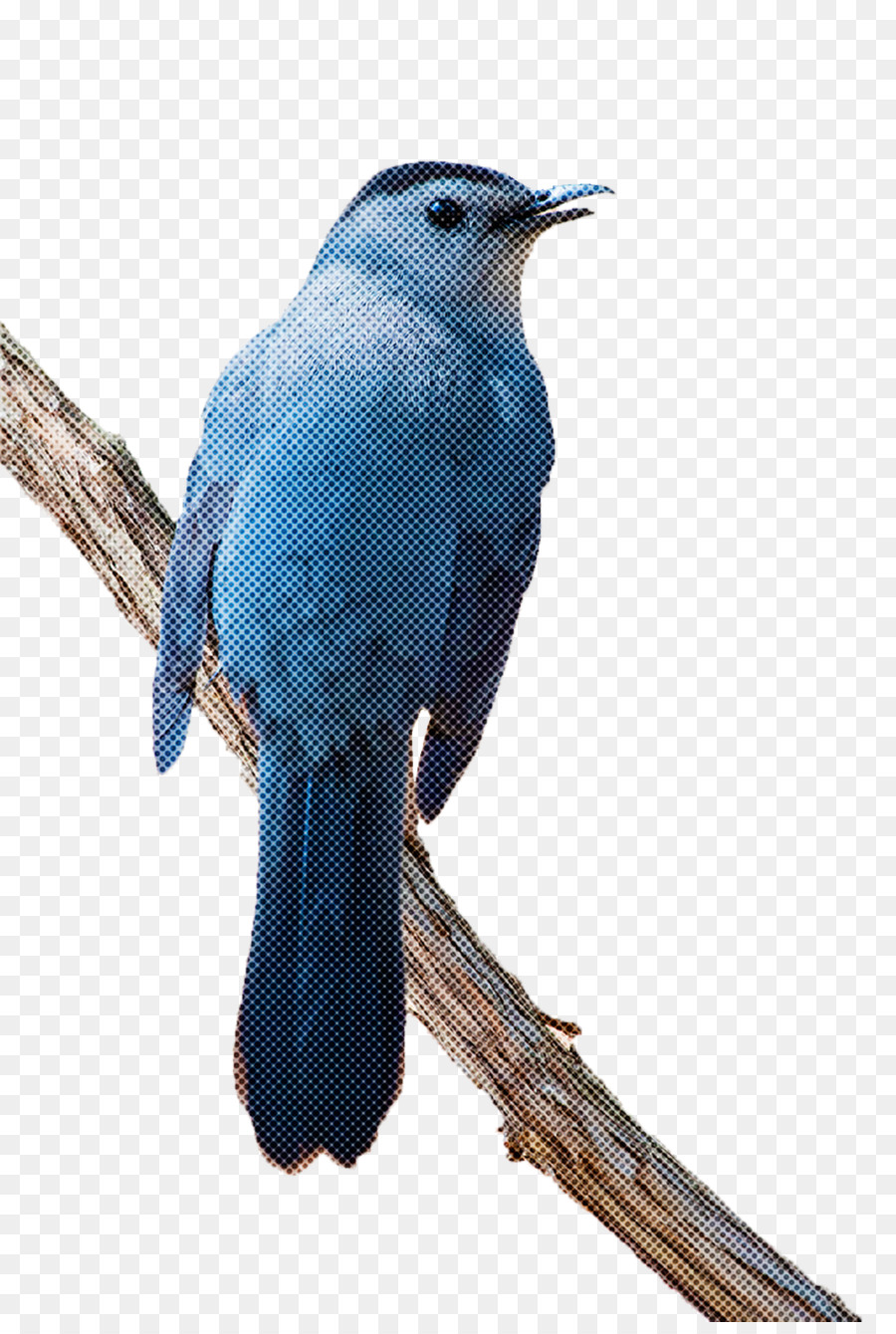 Aves，Bico PNG