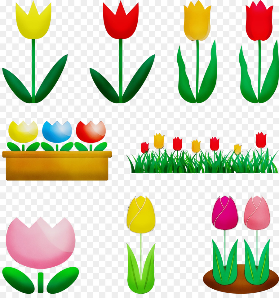 Tulip，Planta PNG