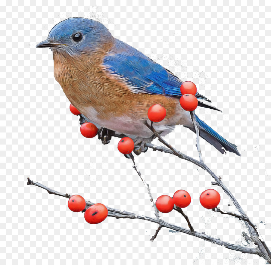 Aves，Oriental Bluebird PNG
