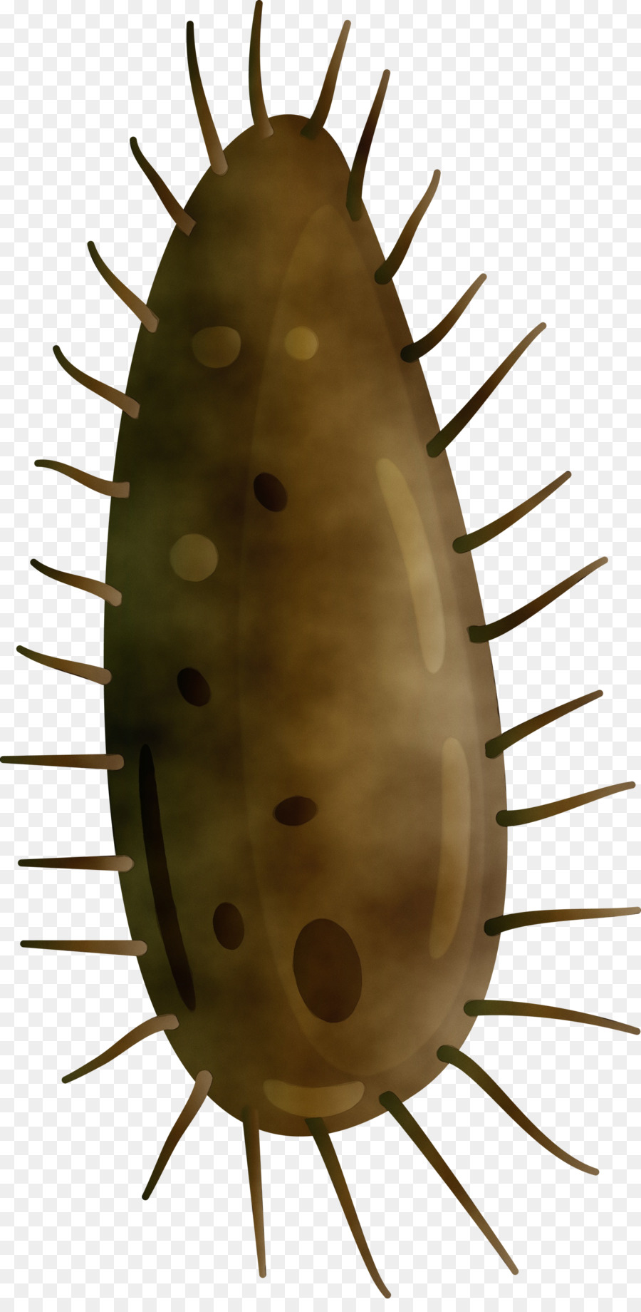 Cactus，Pera Espinhosa PNG