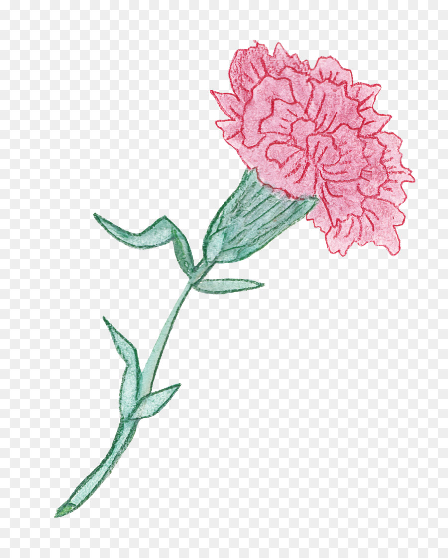 Flor，Planta PNG