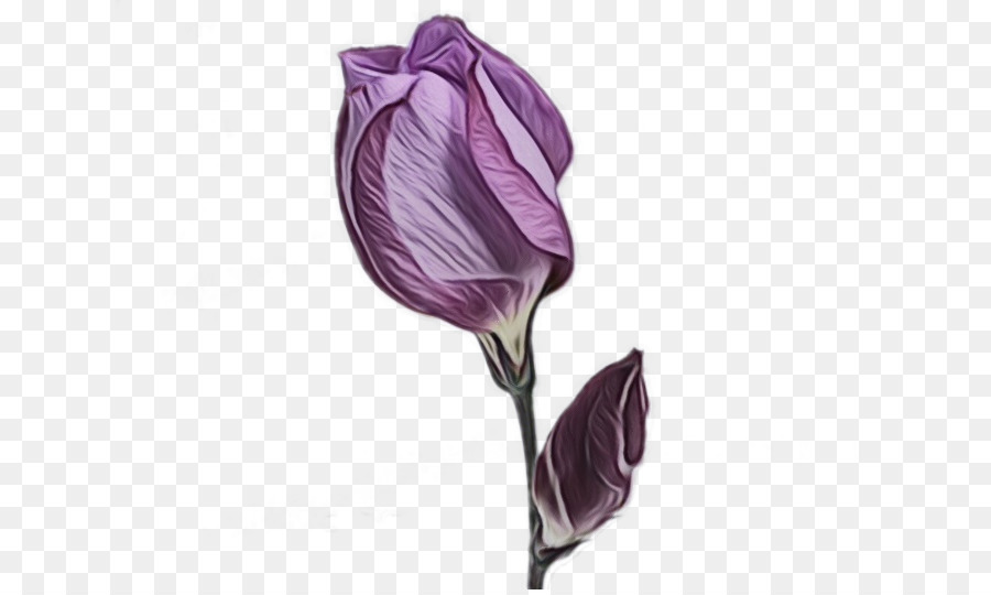 Flor，Roxo PNG