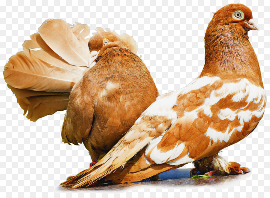 Aves，Pombos E Rolas PNG