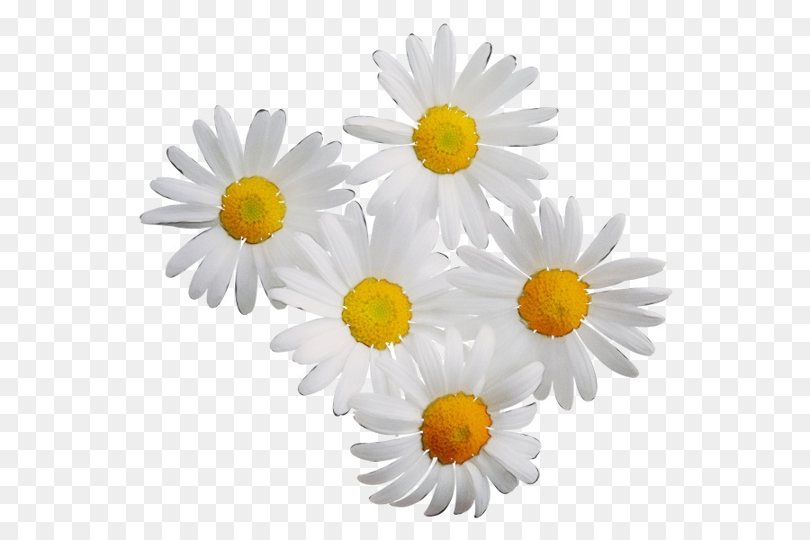 Margarida，Oxeye Daisy PNG