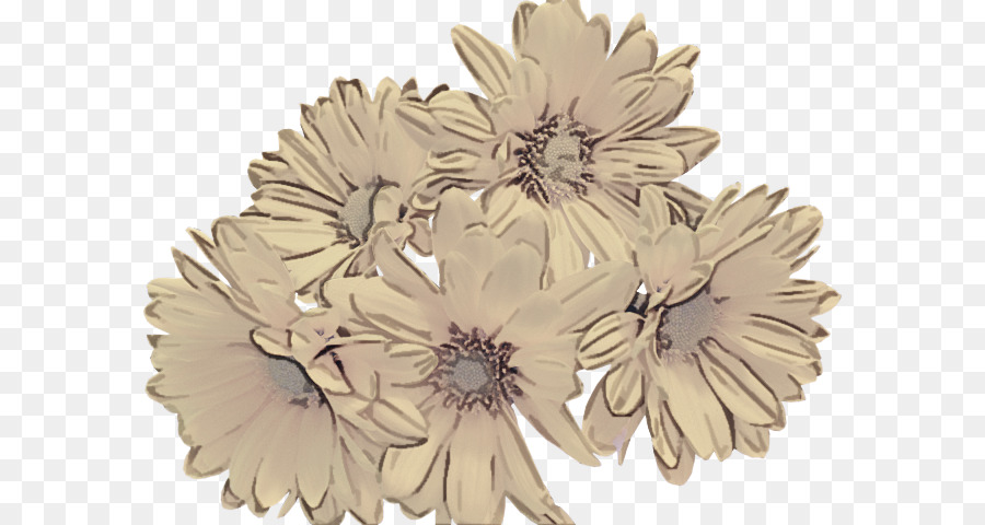 Gerbera，Broche PNG