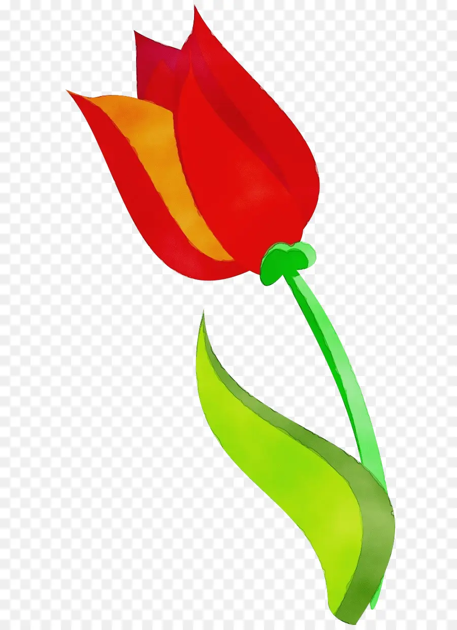 Tulip，Planta PNG