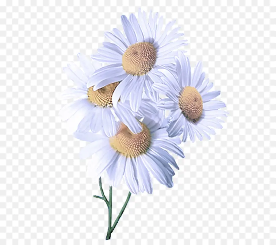 Flor，Branco PNG