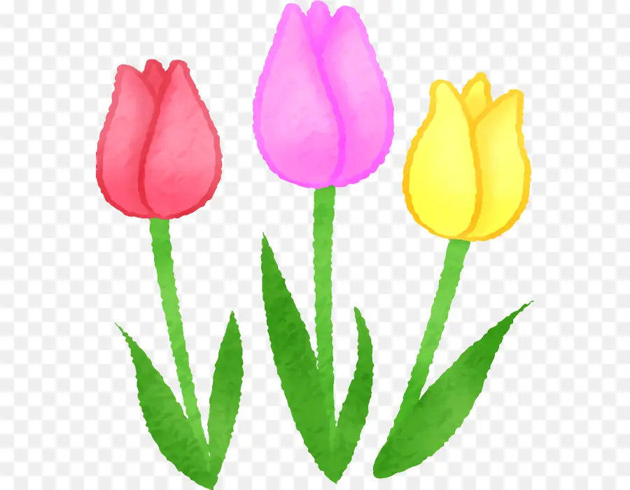 Tulipas，Primavera PNG