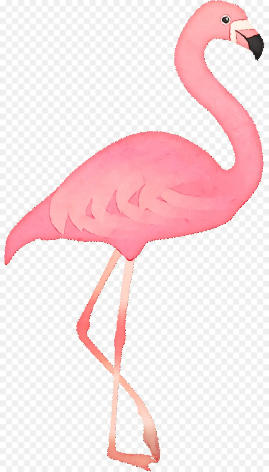 Flamingo Rosa，Animal PNG