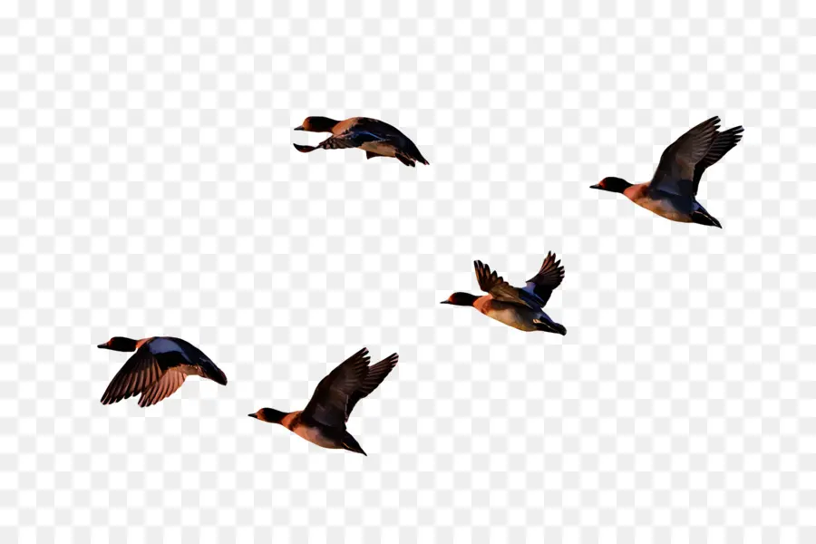 Aves，Pato PNG