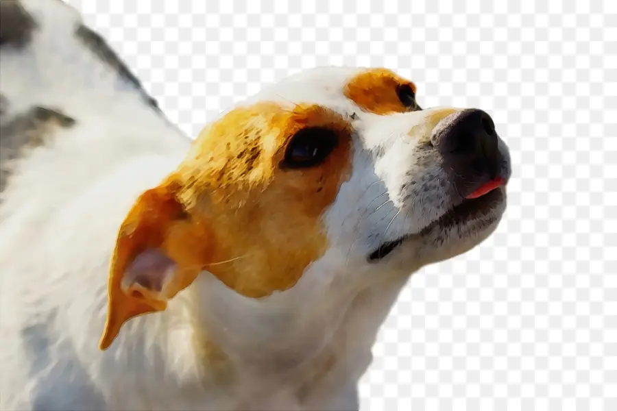 Beagle，Foxhound Inglês PNG