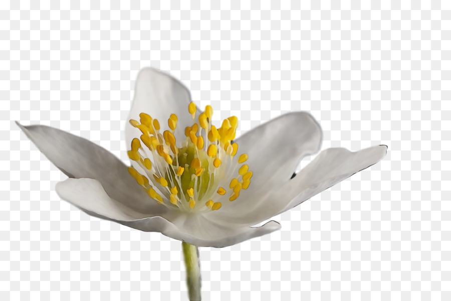 Flor Branca，Florescer PNG