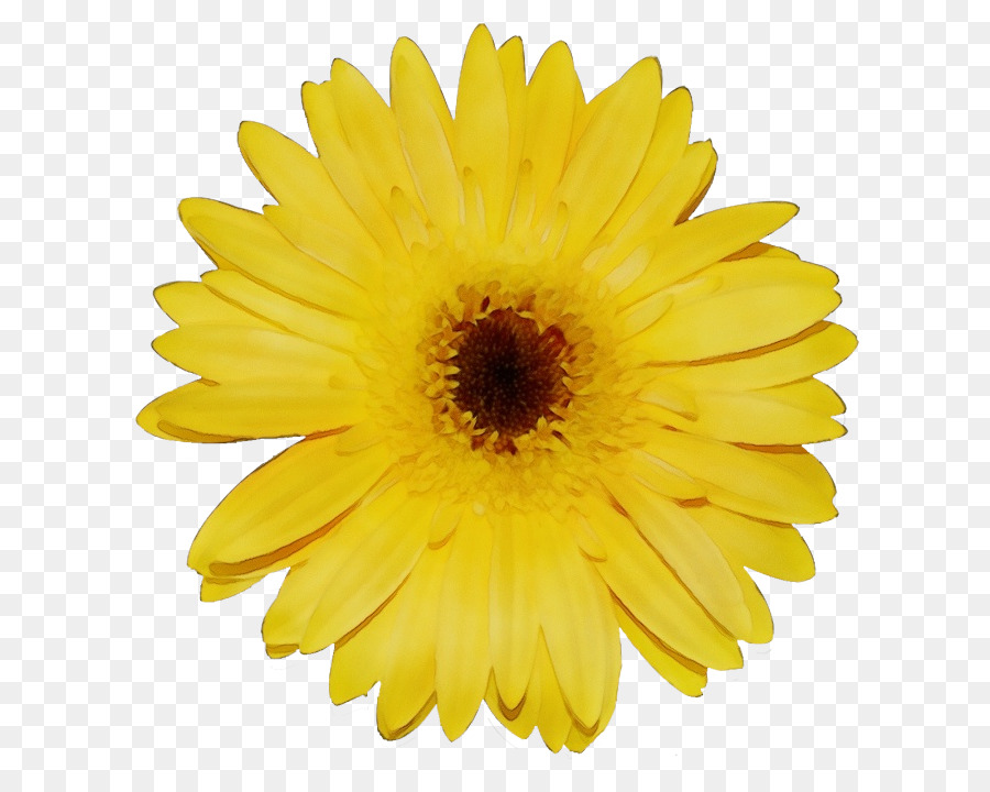 Comum Daisy，Transvaal Daisy PNG