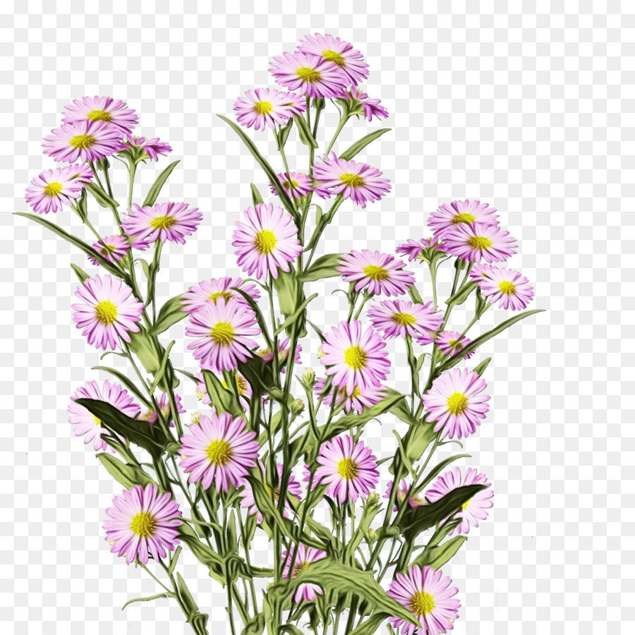 Flores Brancas，Natureza PNG