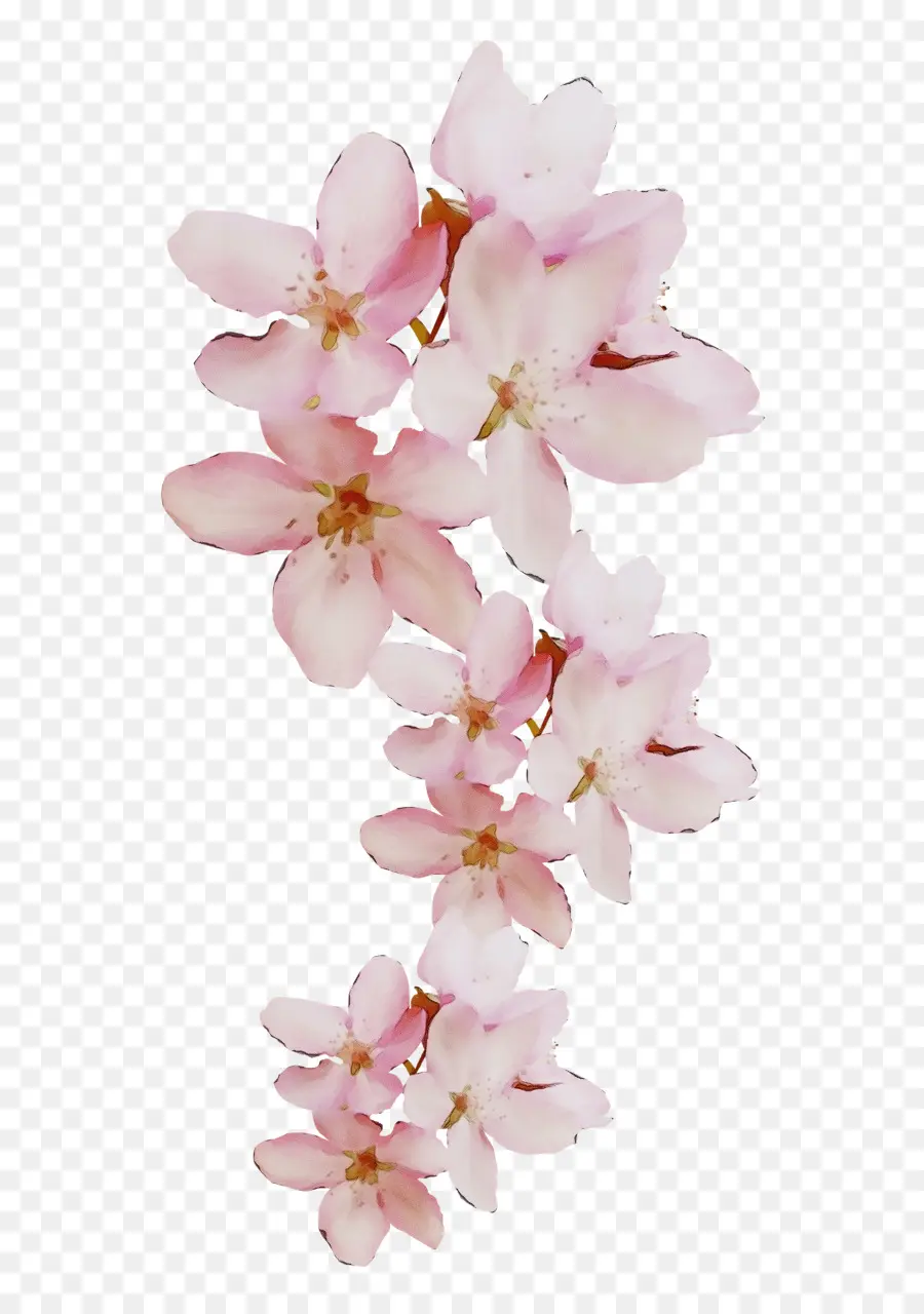 Flores De Corte，Flor De Cerejeira PNG