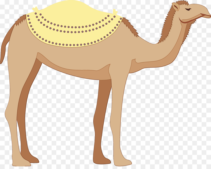 O Dromedário，Camelos PNG