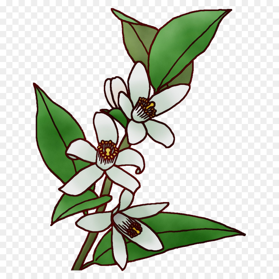 Orquídea Branca，Florescer PNG