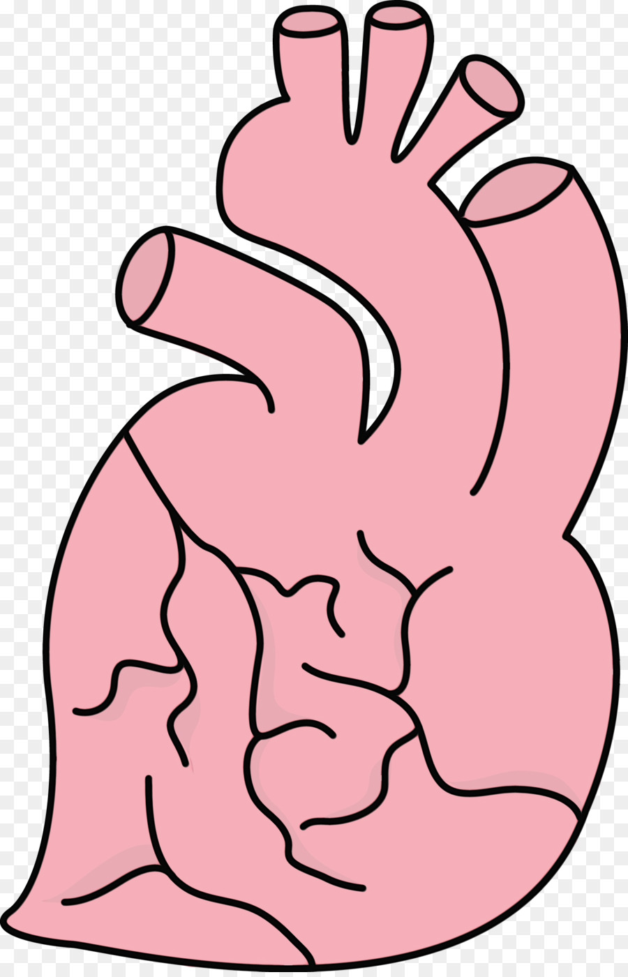 Coração，Anatomia PNG