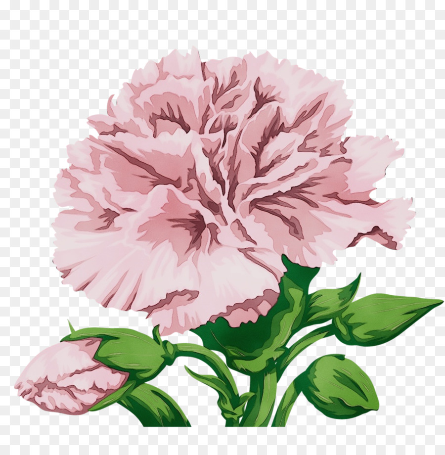 Cravo，Design Floral PNG