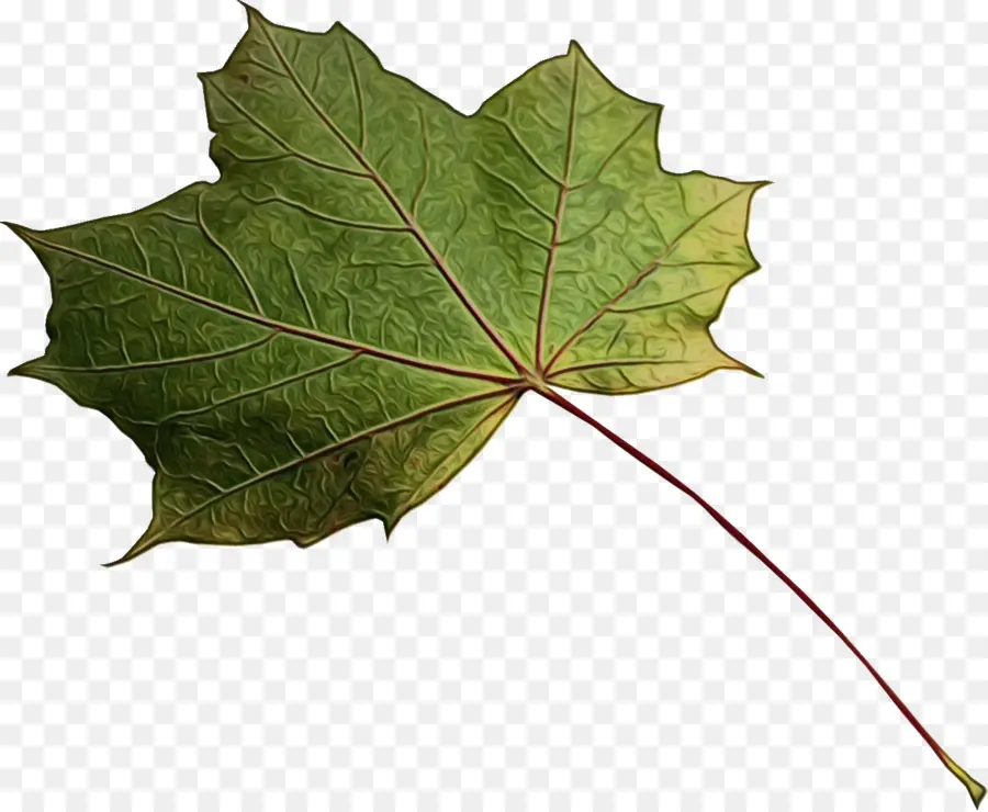 Maple Leaf，Folha PNG