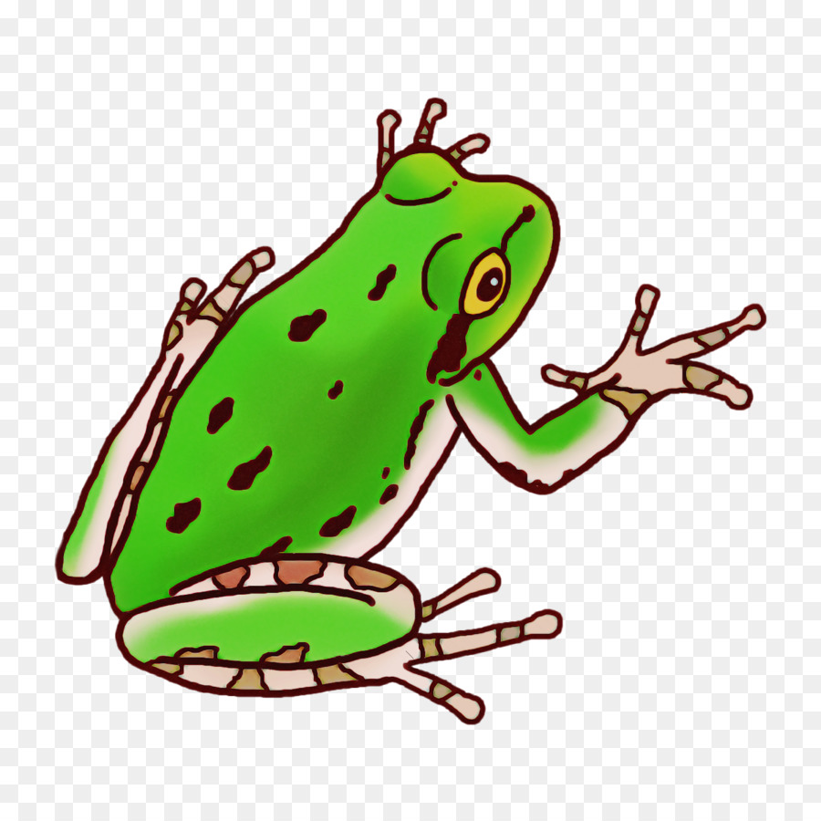 Toad，Verdadeiro Sapo PNG