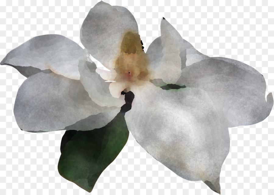 Orquídea Branca，Florescer PNG