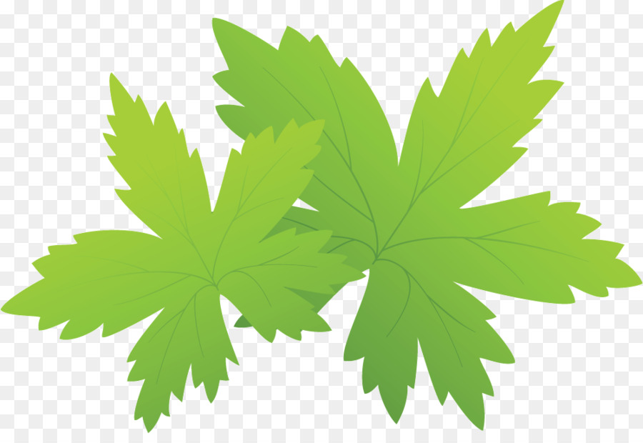 Universidade De Hong Kong De Ciência E Tecnologia，Maple Leaf PNG